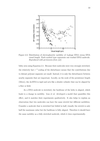 10
Figure 2.3: Distribution of electrophoretic mobility of λ-phage DNA versus DNA
visual length. Each symbol type represents one tracked DNA molecule.
Reproduced with permission from [42].
bility seen using Equation 2.1. Because their molecules were very strongly stretched,
the relatively fast r−3
scaling of the disturbance means that the contributions due
to distant polymer segments are small. Instead, it is only the disturbances between
nearby segments that are important. Locally, on the scale of the persistence length
(50nm), the ds-DNA is rigid and acts like a slender cylinder that can be aligned by
a ﬂow or ﬁeld.
As a DNA molecule is stretched, the backbone of the helix is aligned, which
leads to a change in mobility. Liao et al. developed a model that quantiﬁes this
eﬀect, and it matches their experiments qualitatively. It also helps to explain an
observation that two molecules can have the same stretch but diﬀerent mobilities.
Consider a molecule that is stretched but folded in half; visually the stretch is only
half the maximum value but the backbone is fully aligned. Therefore it should have
the same mobility as a fully stretched molecule, which it does experimentally.
 