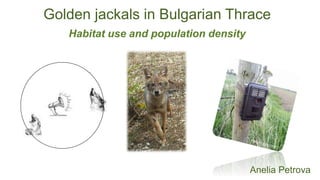 Golden jackals in Bulgarian Thrace
Habitat use and population density
Anelia Petrova
 