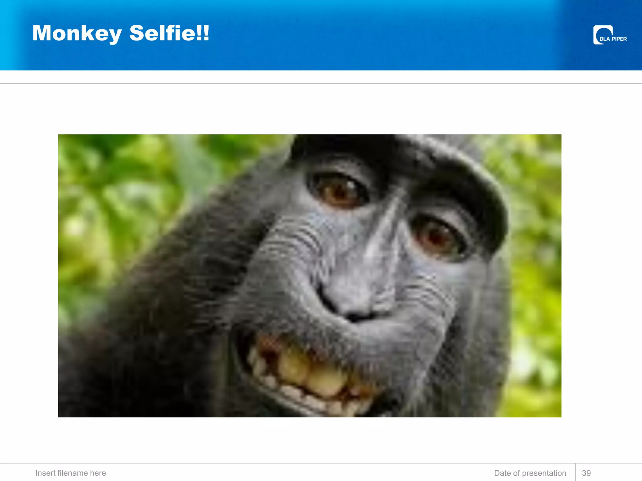 Monkey Selfie!!
Date of presentationInsert filename here 39
 