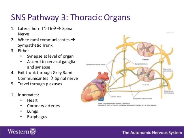 Autonomic Nervous System - Nov 8