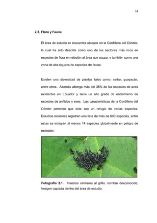 14
2.3. Flora y Fauna
El área de estudio se encuentra ubicada en la Cordillera del Cóndor,
la cual ha sido descrita como uno de los sectores más ricos en
especies de flora en relación al área que ocupa, y también como una
zona de alta riqueza de especies de fauna.
Existen una diversidad de plantas tales como: ceibo, guayacán,
entre otros. Además alberga más del 35% de las especies de aves
existentes en Ecuador y tiene un alto grado de endemismo en
especies de anfibios y aves. Las características de la Cordillera del
Cóndor permiten que esta sea un refugio de varias especies.
Estudios recientes registran una lista de más de 600 especies, entre
estas se incluyen al menos 14 especies globalmente en peligro de
extinción.
Fotografía 2.1. Insectos similares al grillo, nombre desconocido.
Imagen captada dentro del área de estudio.
 