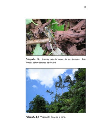 15
Fotografía 2.2. Insecto palo del orden de los fásmidos. Foto
tomada dentro del área de estudio.
Fotografía 2.3. Vegetación típica de la zona.
 