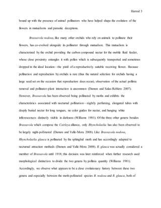 Harrod 3
bound up with the presence of animal pollinators who have helped shape the evolution of the
flowers in mutualisms and parasitic deceptions.
Brassavola nodosa, like many other orchids who rely on animals to pollinate their
flowers, has co-evolved alongside its pollinator through mutualism. This mutualism is
characterized by the orchid providing the carbon compound nectar for the mobile fluid feeder,
whose close proximity entangles it with pollen which is subsequently transported and sometimes
dropped in the ideal location—the pistil of a reproductively suitable receiving flower. Because
pollination and reproduction by orchids is rare (thus the natural selection for orchids having a
large seed set on the occasion that reproduction does occur), observation of the actual pollinia
removal and pollinator-plant interaction is uncommon (Damon and Salas-Roblero 2007).
However, Brassavola has been observed being pollinated by moths and exhibits the
characteristics associated with nocturnal pollination—nightly perfuming, elongated tubes with
deeply buried nectar for long tongues, no color guides for nectar, and hanging white
inflorescences distinctly visible in darkness (Williams 1981). Of the three other genera besides
Brassavola which compose the Cattleya alliance, only Rhyncholaelia has also been observed to
be largely night-pollinated (Damon and Valle-Mora 2008). Like Brassavola nodosa,
Rhyncholaelia glauca is pollinated by the sphinghid moth and has accordingly adapted to
nocturnal attraction methods (Damon and Valle-Mora 2008). R. glauca was actually considered a
member of Brassavola until 1918; this decision was later reinforced when further research used
morphological distinction to divide the two genera by pollinia quantity (Williams 1981).
Accordingly, we observe what appears to be a close evolutionary history between these two
genera and especially between the moth-pollinated species B. nodosa and R. glauca, both of
 