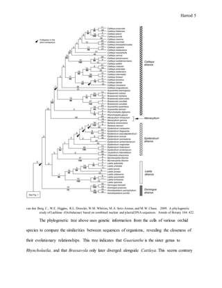 Harrod 5
van den Berg, C., W.E. Higgins, R.L. Dressler, W.M. Whitten, M.A. Soto-Arenas, and M.W. Chase. 2009. A phylogenetic
study of Laeliinae (Orchidaceae) based on combined nuclear and plastid DNA sequences. Annals of Botany 104: 422.
The phylogenetic tree above uses genetic information from the cells of various orchid
species to compare the similarities between sequences of organisms, revealing the closeness of
their evolutionary relationships. This tree indicates that Guarianthe is the sister genus to
Rhyncholaelia, and that Brassavola only later diverged alongside Cattleya. This seems contrary
 