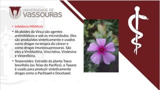 • Inibidores Mitóticos
• Alcaloides da Vinca são agentes
antimitóticos e sob os microtúbulos. Eles
são produzidos sinteticamente e usados
como drogas na terapia do câncer e
como drogas imunossupressoras. São
eles a Vimblastina, Vincristina, Vindesina
e Vinorelbina.
• Terpenoides: Extraído da planta Taxus
brevifolia (ou Teixo do Pacífico), o Taxane
é usado para produzir sinteticamente
drogas como o Paclitaxel e Docetaxel.
 