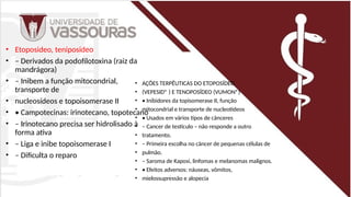 • Etoposideo, teniposideo
• – Derivados da podofilotoxina (raiz da
mandrágora)
• – Inibem a função mitocondrial,
transporte de
• nucleosídeos e topoisomerase II
• • Campotecinas: irinotecano, topotecano
• – Irinotecano precisa ser hidrolisado à
forma ativa
• – Liga e inibe topoisomerase I
• – Dificulta o reparo
• AÇÕES TERPÊUTICAS DO ETOPOSÍDEO
• (VEPESID® ) E TENOPOSÍDEO (VUMON®)
• • Inibidores da topisomerase II, função
• mitocondrial e transporte de nucleotídeos
• • Usados em vários tipos de cânceres
• – Cancer de testículo – não responde a outro
• tratamento.
• – Primeira escolha no câncer de pequenas células de
• pulmão.
• – Saroma de Kaposi, linfomas e melanomas malignos.
• • Efeitos adversos: náuseas, vômitos,
• mielossupressão e alopecia
 