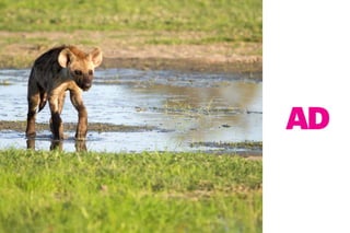 44 PEOLWANE MARCH 2015
ADAD
 