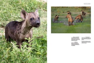 PHOTO ESSAY
above: Hyena competition
with wild dogs is always
intense; here a pack of six
dogs decide to take on two
hyenas at the hunt.
facing page: Cubs are
always curious about
their surroundings and
will approach vehicles to
investigate.
previous pages: A young cub
strikes back at the older ones
who are playfully ganging up
on him.
A young cub wades across a
shallow pan after having had
a drink of water.
 