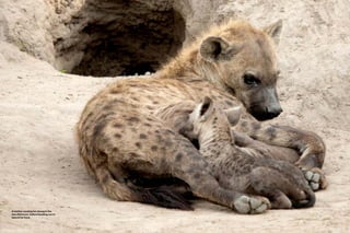 PEOLWANE MARCH 2015 4948 PEOLWANE MARCH 2015
FEATURE
A mother nursing her young in the
late afternoon, before heading out to
search for food.
 