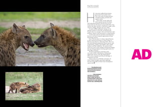 50 PEOLWANE MARCH 2015
PHOTO ESSAY
AD
H
yenas have suffered from human
persecution from earliest times.
This is the result of misperceptions,
misunderstanding and dark and
negative myths.
Even today, certain tribes and
ethnic groups associate the hyena
with supernatural powers and the forces of evil.
Some myths say that hyenas are hermaphrodites, that
witches ride them and that a child born at night, while
a hyena is calling, will grow up to be a thief.
To some wildlife enthusiasts, hyenas are the
ultimate nuisance in that they can kill lion and
leopard cubs. As scavengers, they steal food from other
predators, which is often perceived as a wicked quality. 
A closer look at hyenas and their social behaviour,
however, can lead to a greater appreciation of these
fascinating creatures.
One of the best places to observe Spotted hyenas
in their natural environment is Chief’s Island, in
Moremi Game Reserve, Okavango Delta. This is an
area with abundant populations of prey species, such
as Red lechwe, impala, Cape buffalo, zebra, giraffe,
elephant and Blue wildebeest. The summer rainy
season sees many of the antelope calving and lambing,
thus providing prodigious hunting opportunities for
these large carnivores.
The hyena population is thriving in this
area; and, at times, individuals or small groups
aggressively interact with other big predators,
such as lions, leopards and African wild dogs, in
competition for food.
A three-week stay at Mombo concession, on
Chief’s Island, brought many hyena sightings,
the most memorable of which I have attempted to
capture here.P
top, left: Vocalisations and
facial expressions are key
communication tools for
clan members.
left, bottom: Clan members
will take care of each
other’s cubs, but here a
nursing mother rejects the
advances of a cub, which is
not her own, soliciting milk.
 
