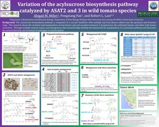 Variation of the acylsucrose biosynthesis pathway
catalyzed by ASAT2 and 3 in wild tomato species
Abigail M. Miller1, Pengxiang Fan1, and Robert L. Last1,2
1Department of Biochemistry and Molecular Biology, 2Department of Plant Biology, Michigan State Univeristy, East Lansing, MI 48824, United States of America
Background: The acylsucrose biosynthesis pathway is composed of a sucrose backbone with multiple acyl-CoA donors added onto the pyranose and furanose
rings. This research shows the variation and manipulation of acyl donors and acyl acceptors between S. lycopersicum, the cultivated tomato, and other wild tomato
accessions. Through multiple enzyme assays, and mutagenesis, this research helps develop the framework for manipulation of a secondary pathway and illustrates
the natural diversity and evolution of acylsugars in tomato plants.
1
7
4
3
2
S. lycopersicum
S. pennellii
S1:5 (R4)
S2:10 (R2, R4)
S2:10 (R3,R4)
S3:22 (R2,R3,R4)
SpASAT3
SlASAT2
SpASAT2
6
5 8
7
Enzyme S1:5 + iC5 S2:10 + iC5 S2:10 + nC12
SpASAT3 S2:10 X X
SlASAT3 X S3:15 S3:22
1376SpASAT3 S2:10 X X
1278SpeASAT3_1 S2:10 S3:15 S3:22
1718ShASAT3 S2:10 S3:15 S3:22
1969SchASAT3 S2:10 S3:15 S3:22
1278SpeASAT3_2 S2:10 S3:15 S3:22
1364ShuASAT3 S2:10 S3:15 S3:22
2172SaASAT3 X S3:15 X
Common acylsugar structure found in
S. lycopersicum. Acyl chains added by ASAT2
on the R3 position, and by ASAT3 on the R2
position of the pyranose ring (Kim 2010).
Acylsugars are a natural
pesticide for the tomato
plant. Hornworm larvae on
tobacco plants eat
acylsugars as a first meal,
and are tagged with volatile
components which attract
predators
(Weinhold 2011).
Protein homology model used to find amino acids for
mutagenesis to test ASAT2 activity. Phe408Val results in a
gain of activity shown in the chromatogram below.
Pathway difference between S. lycopersicum and S. pennellii.
S. pennellii acylsugars have a completely acylated pyranose ring,
and no acyl chains on the furanose ring (Schilmiller 2015).
Multiple sequence alignment (MSA) of ASAT3 in wild tomatoes, G
to C aligns with the activity of S. lycopersicum differing from S.
pennellii when using S1:5 as a substrate.
SlASAT2
SlASAT2_C304G
1777ASAT2
Mutagenesis of C304G ASAT2 which gains activity to use S2:10 as
a substrate.
iC5-CoA
aiC5-CoA
nC12-CoA
SpASAT2_HC-QY
SlASAT3_YCT-HSV
S1:5(R4)
+iC5-CoA
Mutagenesis of SlASAT3 gains the activity to use S1:5(R4) as a
substrate. Mutations found using the same method as demonstrated
in section 4.
What about S. pennellii ASAT3 using S2:10?
SlASAT2_C304G
SpASAT2_HC-QY
SlASAT3_YCT-HSV
Activity of ASAT3 in wild tomatoes and S. lycopersicum was tested
in order to find a correlation for SpASAT3 using S2:10. Species
were selected based on sequence alignment resembling both
S. lycopersicum and S. pennellii activity.
Future Work
References and Acknowledgements
Retention time for S3:22 is shifted for 1718ShASAT3 which
indicates that the nC12-CoA is added on at a different position
on the furanose ring. The original position is on the R3’, but
this shows that it is somewhere new.
1969SpASAT3
1278SpeASAT3
1777ShASAT3
The NSF for funding the Trichome project, Lyman Briggs College for Spring 2015 research
scholarships, and ASPB for funding Summer 2015 research.
Schilmiller AL, Charbonneau AL, Last RL (2012a) Identification of a BAHD acetyltransferase that produces protective acyl sugars in tomato trichomes. Proc
Natl Acad Sci USA 109:16377-82.
Weinhold A, Baldwin IT (2011) Trichome-derived O-acyl sugars are a first meal for caterpillars that tags them for predation. Proc Natl Acad USA 108: 7855-
7859.
Kim J, Kang K, Gonzales-Vigil E. Shi F, Jones AD, Barry CS, Last RL (2012) Striking natural diversity in glandular trichome acylsugar composition is shaped by
variation at the Acyltransferase2 locus in the wild tomato Solanum habrochaites. Plant Physiol 160:1854-70.
Schillmiller A, Shi F, Kim J, Charbonneau AL, Holmes D, Jones AD, Last RL (2010) Mass spectrometry screening reveals widespread diversity in trichome
specialized metabolites of tomato chromosomal substitution lines. Plant J 62: 391-403.
Schilmiller AL, Moghe GD, Fan P, Ghosh B, Ning J, Jones AD, Last RL (2015) Functionally Divergent Alleles and Duplicated Loci Encoding an Acyltransferase
Contribute to Acylsugar Metabolite Diversity in Solanum Trichomes. Plant Cell. Doi: 10.1105/tpc.15.00087
Ghosh B, Westbrook T, Jones AD. 2013. Comparative structural profiling of trichome specialized metabolites in tomato (Solanum lycopersicum) and S.
habrochaites: acylsugar profiles revealed by UHPLC/MS and NMR. Metabolomics: 1-12.
Alignments of the S. pennellii
and the wild tomato species will
help us understand the
evolutionary significance of this
pathway divergence.
Analyzing the retention time
differences in section 8 will
need to be conducted and NMR
structures will also need to be
developed.
Summary of the three mutations
Acyl-acceptor mutagenesis
Proposed acylsucrose pathway
Mutagenesis with three mutations
ASAT2 acyl-donor mutagenesis
What about SpASAT3 using S2:10?Mutagenesis HC135QY
S3:15
S4:17
2172ASAT2_V408F
2172ASAT2
SlASAT2_F408V
SlASAT2
-
-
-
-
-
+
+
+
+
+
-
-
-
-
ASAT2
ASAT3
S1:5
S1:5
S1:5 as substrate
Mutations found through a similar MSA method as in section 4.
 