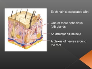 Each hair is associated with:
One or more sebacious
(oil) glands
An arrector pili muscle
A plexus of nerves around
the root
 