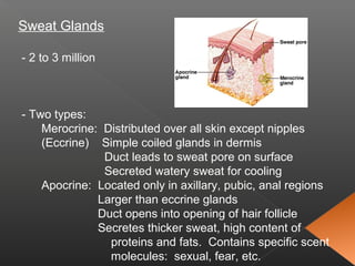 Sweat Glands
- 2 to 3 million
- Two types:
Merocrine: Distributed over all skin except nipples
(Eccrine) Simple coiled glands in dermis
Duct leads to sweat pore on surface
Secreted watery sweat for cooling
Apocrine: Located only in axillary, pubic, anal regions
Larger than eccrine glands
Duct opens into opening of hair follicle
Secretes thicker sweat, high content of
proteins and fats. Contains specific scent
molecules: sexual, fear, etc.
 