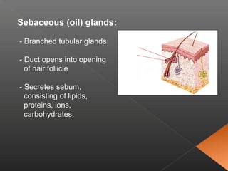 Sebaceous (oil) glands:
- Branched tubular glands
- Duct opens into opening
of hair follicle
- Secretes sebum,
consisting of lipids,
proteins, ions,
carbohydrates,
 