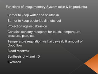 Functions of Integumentary System (skin & its products)
Barrier to keep water and solutes in
Barrier to keep bacterial, dirt, etc. out
Protection against abrasion
Contains sensory receptors for touch, temperature,
pressure, pain, etc.
Temperature regulation via hair, sweat, & amount of
blood flow
Blood reservoir
Synthesis of vitamin D
Excretion
 