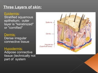 Epidermis:
Stratified squamous
epithelium; outer
layer is "keratinized"
or "cornified"
Dermis:
Dense irregular
connective tissue
Hypodermis:
Adipose connective
tissue (technically not
part of system
Three Layers of skin:
 