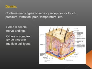 Dermis:
Contains many types of sensory receptors for touch,
pressure, vibration, pain, temperature, etc.
Some = simple
nerve endings
Others = complex
structures with
multiple cell types
 