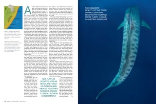 AG_1005_Tigersharks | PPT