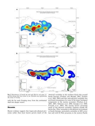 with the fur seals foraging away from the continental
shelf into deeper waters.
Discussion
Recent evidence suggests that large-scale physical pro-
cesses rather than local factors govern much of the
observed variability in the northern Scotia Sea around
South Georgia (Trathan and Murphy 2002; Trathan
et al. 2003; 2005) and that such physical variability has
profound consequences for some of the major biological
components in the marine ecosystem (Trathan et al.
2003, 2005; Atkinson et al. 2004; Jessopp et al. 2004;
Forcada et al. 2005). The forcing factors governing
much of this physical variability originate outside the
Scotia Sea. Thus, anomalies in the physical environment
at South Georgia, particularly anomalies in SST corre-
late well with El Nin˜ o processes in the western Paciﬁc
Fig. 2 Distribution of female (a) and male (b) fur seal pups (A.
gazella) during their ﬁrst winter at sea. Hatched area representing
the extent of overlap
 