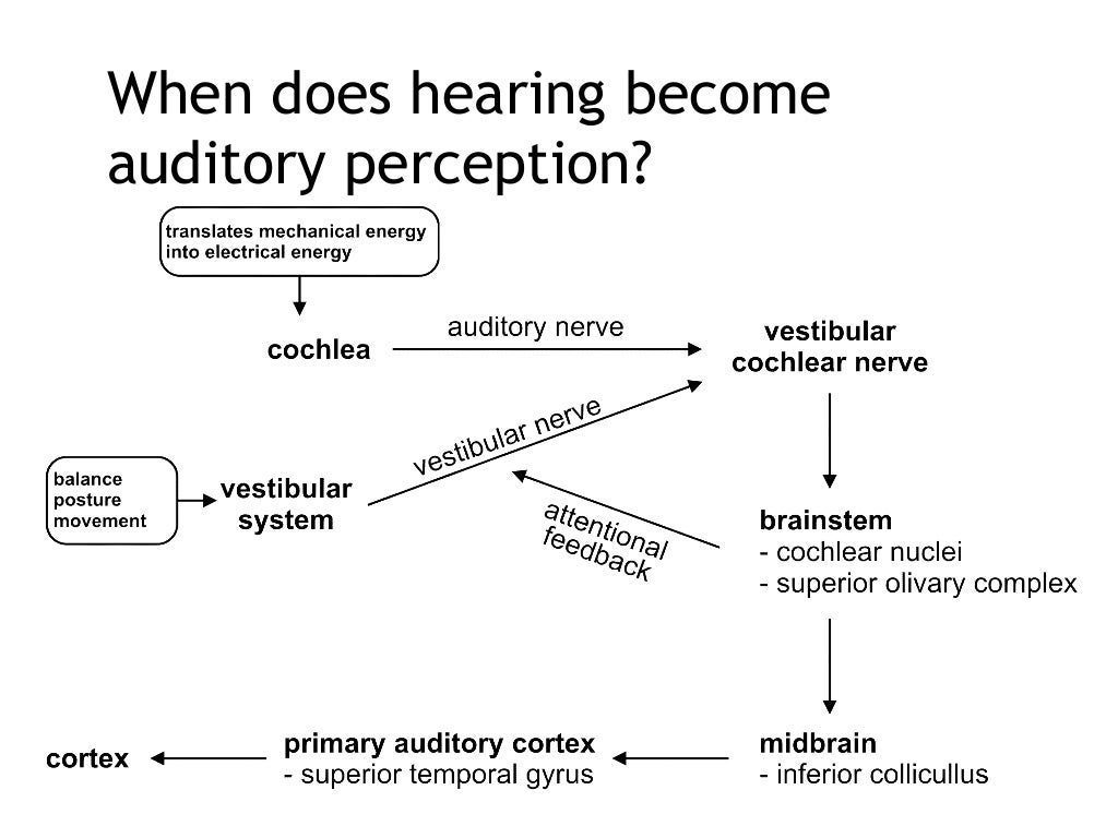 Auditory perception