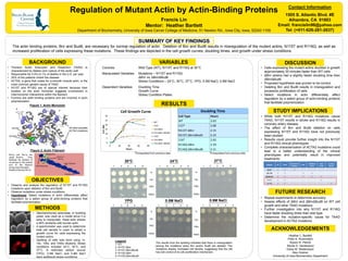 www.postersession.com
Contact Information
1505 S. Atlantic Blvd. #E
Alhambra, CA 91803
Email: francislin96@yahoo.com
Tel: (+011-626-281-2637)
SUMMARY OF KEY FINDINGS
The actin binding proteins, Bnr and Bud6, are necessary for normal regulation of actin. Deletion of Bnr and Bud6 results in misregulation of the mutant actins, N115T and R116Q, as well as
increased proliferation of cells expressing these mutations. These findings are depicted in the cell growth curves, doubling times, and growth under stress conditions.
BACKGROUND
• Thoracic Aortic Aneurysm and Dissection (TAAD) is
characterized by dilation and rupture of the aortic wall
• Responsible for 0.5% to 1% of deaths in the U.S. per year
• 20% of the patients inherit the disease
• ACTA2, a gene that codes for α-smooth muscle actin, is the
most common genetic cause of TAAD
• N115T and R116Q are of special interest because their
location on the actin monomer suggests involvement in
intermonomer interactions within the filament
• Formins are actin-binding proteins and are involved in actin
polymerization
OBJECTIVES
• Observe and analyze the regulation of N115T and R116Q
mutations upon deletion of Bnr and Bud6
• Observe mutations under stress conditions
• Hypothesis: Select mutations in actin differentially affect
regulation by a select group of actin-binding proteins that
facilitate polymerization.
VARIABLES
Controls: Wild Type (WT), N115T, and R116Q at 30°C
Manipulated Variables: Mutations – N115T and R116Q
ΔBnr vs. ΔBnrΔBud6
Stress Conditions – 24°C, 30°C, 37°C, YPG, 0.5M NaCl, 0.9M NaCl
Dependent Variables: Doubling Time
Growth Curve
Stress Condition Plates
RESULTS
DISCUSSION
• Cells expressing the mutant actins doubled in growth
approximately 30 minutes faster than WT cells
• ΔBnr strains had a slightly faster doubling time than
ΔBnrΔBud6
• Proposed hypothesis was proven to be correct.
• Deleting Bnr and Bud6 results in misregulation and
excessive proliferation of cells
• Select mutations in actin differentially affect
regulation by a select group of actin-binding proteins
that facilitate polymerization
STUDY IMPLICATIONS
• While both N115T and R116Q mutations cause
TAAD, N115T results in stroke and R116Q results in
coronary artery disease
• The effect of Bnr and Bud6 deletion on cells
expressing N115T and R116Q have not previously
been studied
• Results could provide further insight into the N115T
and R116Q clinical phenotypes
• Complete characterization of ACTA2 mutations could
lead to a better understanding of the clinical
phenotypes and potentially result in improved
treatments
FUTURE RESEARCH
• Repeat experiments to determine accuracy
• Assess effects of ΔBnr and ΔBnrΔBud6 on WT cell
growth and other TAAD mutations
• Further investigation into why N115T and R116Q
have faster doubling times than wild type
• Determine the mutation-specific cause for TAAD
development in ACTA2 mutations
ACKNOWLEDGEMENTS
Heather L. Bartlett
Peter A. Rubenstein
Alyson R. Pierick
Nicole D. Vanderpool
Elesa W. Wedemeyer
Alex Greiner
University of Iowa Biochemistry Department
Regulation of Mutant Actin by Actin-Binding Proteins
Francis Lin
Mentor: Heather Bartlett
Department of Biochemistry, University of Iowa Carver College of Medicine, 51 Newton Rd., Iowa City, Iowa, 52242-1109
Doubling Time
Cell Type Hours
WT 2.63
115* 2.68
N115T ΔBnr 2.15
N115T ΔBnrΔBud6 2.22
116* 2.65
R116Q ΔBnr 2.10
R116Q ΔBnrΔBud6 2.11
0
5
10
15
20
25
30
0 20 40 60 80
O.D.600
Hours
Cell Growth Curve
WT
115*
115 ΔBnr
115 ΔBnr ΔBud6
116*
116 ΔBnr
116 ΔBnr ΔBud6
24°C 37°C
0.5M NaCl 0.9M NaClYPG
*Extrapolated from previous data*Extrapolated from previous data
Legend
1- WT
2- N115T ΔBnr
3- N115T ΔBnrΔBud6
4- R115Q ΔBnr
5- R115Q ΔBnrΔBud6
30°C
1000x
1x
10x
100x
1000x
1x
10x
100x
1000x
1x
10x
100x
1000x
1x
10x
100x
1 2 3 4 53 4 51 2 3 4 51 2 3
4 51 2 3 4 51 2 3 4 51 2 3
1
2
3
4
C
N
N115T
R116Q
Figure 1. Actin Monomer
Figure 2. Actin Filament
Bni1p or
Bnr1p
Actin Filament
Actin Monomer
Pointed End
Barbed EndBni1p and Bnr1p are
yeast formins. They
facilitate the addition of
monomers to the barbed
end of the filament
during polymerization.
Bud6p enhances Bni1p.
SUMMARY OF KEY FINDINGS
• Saccharomyces cerevisiae, or budding
yeast, was used as a model since it is
easy to manipulate. Yeast actin shares
a 94% similarity with human actin.
• A spectrometer was used to determine
total cell density in order to obtain a
growth curve for cells expressing the
mutant actins.
• Spotting of cells was done using 1x,
10x, 100x, and 1000x dilutions. Stress
conditions included 24°C, 30°C, and
37°C. A restricted carbon source
(YPG), 0.5M NaCl, and 0.9M NaCl
were additional stress conditions.
METHODS
The results from the spotting indicates that there is misregulation
among the mutations when Bnr and/or Bud6 are deleted. The
mutations display increased cell density, suggesting that the cell
has lost control of its cell proliferation mechanism.
All other possible
ACTA2 mutations
BACKGROUND
OBJECTIVES
METHODS
VARIABLES
RESULTS
DISCUSSION
STUDY IMPLICATIONS
FUTURE RESEARCH
ACKNOWLEDGEMENTS
 