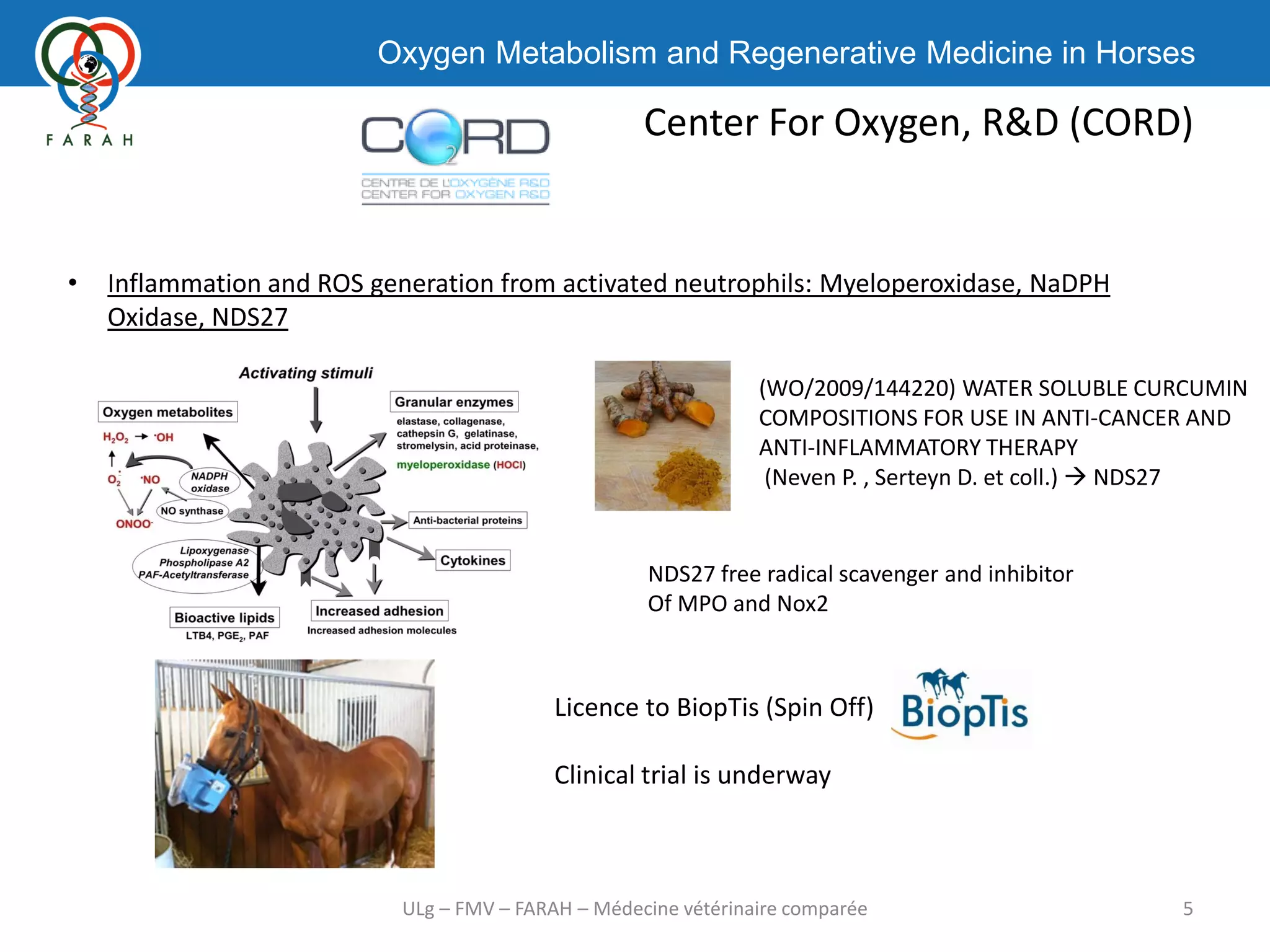 Oxygen Metabolism and Regenerative Medicine in Horses
Center For Oxygen, R&D (CORD)
5ULg – FMV – FARAH – Médecine vétérinaire comparée
• Inflammation and ROS generation from activated neutrophils: Myeloperoxidase, NaDPH
Oxidase, NDS27
(WO/2009/144220) WATER SOLUBLE CURCUMIN
COMPOSITIONS FOR USE IN ANTI-CANCER AND
ANTI-INFLAMMATORY THERAPY
(Neven P. , Serteyn D. et coll.)  NDS27
NDS27 free radical scavenger and inhibitor
Of MPO and Nox2
Licence to BiopTis (Spin Off)
Clinical trial is underway
 