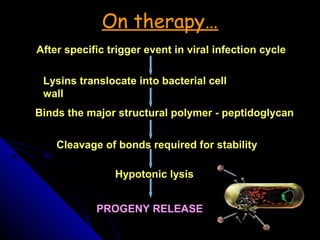On therapy…
After specific trigger event in viral infection cycle
Lysins translocate into bacterial cell
wall
Binds the major structural polymer - peptidoglycan
Cleavage of bonds required for stability
Hypotonic lysis
PROGENY RELEASE
 