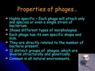 Properties of phages…
Highly specific – Each phage will attack only
one species or even a single strain of
bacterium.
Shows different types of morphologies.
Each phage has its own specific shape and
size.
They are directly related to the number of
bacteria present.
12 distinct groups of phages, which are
diverse structurally and genetically.
Common in all natural environments.
 