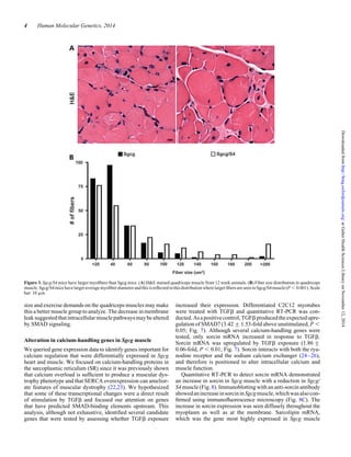 size and exercise demands on the quadriceps muscles may make
this a better muscle group to analyze. The decrease in membrane
leaksuggestedthatintracellular musclepathwaysmaybealtered
by SMAD signaling.
Alteration in calcium-handling genes in Sgcg muscle
We queried gene expression data to identify genes important for
calcium regulation that were differentially expressed in Sgcg
heart and muscle. We focused on calcium-handling proteins in
the sarcoplasmic reticulum (SR) since it was previously shown
that calcium overload is sufﬁcient to produce a muscular dys-
trophy phenotype and that SERCA overexpression can amelior-
ate features of muscular dystrophy (22,23). We hypothesized
that some of these transcriptional changes were a direct result
of stimulation by TGFb and focused our attention on genes
that have predicted SMAD-binding elements upstream. This
analysis, although not exhaustive, identiﬁed several candidate
genes that were tested by assessing whether TGFb exposure
increased their expression. Differentiated C2C12 myotubes
were treated with TGFb and quantitative RT-PCR was con-
ducted.Asapositivecontrol,TGFbproducedtheexpected upre-
gulation of SMAD7 (3.42 + 1.53-fold above unstimulated, P ,
0.05; Fig. 7). Although several calcium-handling genes were
tested, only sorcin mRNA increased in response to TGFb.
Sorcin mRNA was upregulated by TGFb exposure (1.86 +
0.06-fold, P , 0.01; Fig. 7). Sorcin interacts with both the rya-
nodine receptor and the sodium calcium exchanger (24–26),
and therefore is positioned to alter intracellular calcium and
muscle function.
Quantitative RT-PCR to detect sorcin mRNA demonstrated
an increase in sorcin in Sgcg muscle with a reduction in Sgcg/
S4 muscle (Fig. 8). Immunoblotting with an anti-sorcin antibody
showedanincreaseinsorcininSgcgmuscle,whichwasalsocon-
ﬁrmed using immunoﬂuorescence microscopy (Fig. 8C). The
increase in sorcin expression was seen diffusely throughout the
myoplasm as well as at the membrane. Sarcolipin mRNA,
which was the gene most highly expressed in Sgcg muscle
Figure 3. Sgcg/S4 mice have larger myoﬁbers than Sgcg mice. (A) H&E stained quadriceps muscle from 12 week animals. (B) Fiber size distribution in quadriceps
muscle.Sgcg/S4micehavelargeraveragemyoﬁberdiameterandthis isreﬂectedinthisdistributionwherelarger ﬁbersare seeninSgcg/S4muscle(P , 0.001).Scale
bar: 10 mm.
4 Human Molecular Genetics, 2014
atGalterHealthSciencesLibraryonNovember12,2014http://hmg.oxfordjournals.org/Downloadedfrom
 