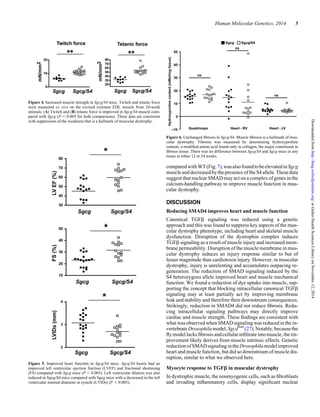 comparedwithWT(Fig.7),wasalsofoundtobeelevatedinSgcg
muscleanddecreased bythepresence oftheS4allele.Thesedata
suggest that nuclear SMAD may act on a complex of genes in the
calcium-handling pathway to improve muscle function in mus-
cular dystrophy.
DISCUSSION
Reducing SMAD4 improves heart and muscle function
Canonical TGFb signaling was reduced using a genetic
approach and this was found to suppress key aspects of the mus-
cular dystrophy phenotype, including heart and skeletal muscle
dysfunction. Disruption of the dystrophin complex induces
TGFb signaling as a result of muscle injury and increased mem-
brane permeability. Disruption of the muscle membrane in mus-
cular dystrophy induces an injury response similar to but of
lesser magnitude than cardiotoxin injury. However, in muscular
dystrophy, injury is unrelenting and accumulates outpacing re-
generation. The reduction of SMAD signaling induced by the
S4 heterozygous allele improved heart and muscle mechanical
function. We found a reduction of dye uptake into muscle, sup-
porting the concept that blocking intracellular canonical TGFb
signaling may at least partially act by improving membrane
leak and stability and therefore their downstream consequences.
Strikingly, reduction in SMAD4 did not reduce ﬁbrosis. Redu-
cing intracellular signaling pathways may directly improve
cardiac and muscle strength. These ﬁndings are consistent with
what was observed when SMAD signaling was reduced inthein-
vertebrateDrosophilamodel,Sgcd840
(27).Notably,becausethe
ﬂymodellacksﬁbrosis andcellular inﬁltrateinto muscle, theim-
provement likely derives from muscle intrinsic effects. Genetic
reductionofSMADsignalingintheDrosophilamodelimproved
heart and muscle function, but did so downstream of muscle dis-
ruption, similar to what we observed here.
Myocyte response to TGFb in muscular dystrophy
In dystrophic muscle, the nonmyogenic cells, such as ﬁbroblasts
and invading inﬂammatory cells, display signiﬁcant nuclear
Figure 6. Unchanged ﬁbrosis in Sgcg/S4. Muscle ﬁbrosis is a hallmark of mus-
cular dystrophy. Fibrosis was measured by determining hydroxyproline
content, a modiﬁed amino acid found only in collagen, the major constituent in
ﬁbrous tissue. There was no difference between Sgcg/S4 and Sgcg mice in any
tissue at either 12 or 24 weeks.
Figure 5. Improved heart function in Sgcg/S4 mice. Sgcg/S4 hearts had an
improved left ventricular ejection fraction (LVEF) and fractional shortening
(FS) compared with Sgcg mice (P , 0.005). Left ventricular dilation was also
reduced in Sgcg/S4 mice compared with Sgcg mice with a decreased in the left
ventricular internal diameter in systole (LVIDs) (P , 0.005).
Figure 4. Increased muscle strength in Sgcg/S4 mice. Twitch and tetanic force
were measured ex vivo on the excised extensor EDL muscle from 24-week
animals. (A) Twitch and (B) tetanic force is improved in Sgcg/S4 muscle com-
pared with Sgcg (P , 0.005 for both comparisons). These data are consistent
with suppression of the weakness that is a hallmark of muscular dystrophy.
Human Molecular Genetics, 2014 5
atGalterHealthSciencesLibraryonNovember12,2014http://hmg.oxfordjournals.org/Downloadedfrom
 