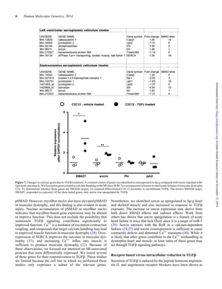 pSMAD. However, myoﬁber nuclei also have elevated pSMAD
in muscular dystrophy, and this ﬁnding is also evident in acute
injury. Nuclear accumulation of pSMAD in myoﬁber nuclei
indicates that myoﬁber-based gene expression may be altered
to improve function. This does not exclude the possibility that
nonmuscle TGFb signaling contributes signiﬁcantly to
improved function. Ca2+
is a mediator of excitation contraction
coupling, and compounds that target calcium handling may lead
to improved muscle function in muscular dystrophy (28). Over-
expression of SERCA improves the outcome in muscular dys-
trophy (23), and increasing Ca2+
inﬂux into muscle is
sufﬁcient to produce muscular dystrophy (22). Because of
these observations, we focused our attention on SR-associated
proteins that were differentially expressed. We tested several
of these genes for their responsiveness to TGFb. These studies
are limited because the cell line in which we performed these
studies only expresses a subset of the relevant genes.
Nonetheless, we identiﬁed sorcin as upregulated in Sgcg heart
and skeletal muscle and also increased in response to TGFb
exposure. The increase in sorcin expression may derive from
both direct SMAD effects and indirect effects. Work from
others has shown that sorcin upregulation is a feature of acute
heart failure in mice that lack Dicer since it is a target of miR-1
(29). Sorcin interacts with the RyR in a calcium-dependent
fashion (24,25) and sorcin overexpression is sufﬁcient to cause
contractile deﬁcits and abnormal Ca2+
transients (30). While it
is likely that other genes contribute to the Ca2+
mishandling in
dystrophin heart and muscle, at least some of these genes may
act through TGFb signaling pathways.
Receptor based versus intracellular reduction in TGFb
Secretion of TGFb is induced by the peptide hormone angioten-
sin II, and angiotensin receptor blockers have been shown to
Figure 7. Changes in calcium genes due to TGFb treatment. A common cluster of genes was identiﬁed as misexpressed in Sgcg compared with strain-matched wild-
typeheartandmuscle.WefocusedongenesrelatedtocalciumhandlingintheSRsinceSERCAoverexpressionisknowntoamelioratefeaturesof musculardystrophy
(23). To demonstrate whether these genes are SMAD4 targets, we exposed differentiated C2C12 myotubes to recombinant TGFb. The known SMAD4 target,
SMAD7, responded as expected. Of the three tested genes, only sorcin was upregulated by TGFb.
6 Human Molecular Genetics, 2014
atGalterHealthSciencesLibraryonNovember12,2014http://hmg.oxfordjournals.org/Downloadedfrom
 