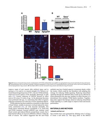 improve repair of mdx muscle after artiﬁcial injury and to
increase ex vivo and in vivo muscle strength (10). Nelson et al.
foundthatprolongedinjectionof1D11,theanti-TGFbantibody,
improved several aspects of the dystrophy phenotype in mdx
mice (11). Genetic reduction of SMAD4 showed its effect
more at 24 versus 12 weeks of age. As the phenotype becomes
more profound with age, it is interesting that effect of genetic
reduction remained even in the face of more signiﬁcant deﬁcits.
TGFb reduction has been studied asa treatment inother forms
of heart failure, notably in pressure overload induced by trans-
aortic constriction (31). As with muscular dystrophy, this
model shows interstitial ﬁbrosis. Koitabashi et al. noted that
anti-TGFb treatment lowered pSMAD near medium sized
blood vessels and reduced ﬁbrosis around those vessels, but it
had minimal effects on myocyte pSMAD or ﬁbrosis within the
bulk of muscle. The authors suggested that the anti-TGFb
antibody may have limited capacity to penetrate deeply within
the tissues, which could be one limitation with adopting this
strategy for reducing TGFb signaling. Reducing intracellular
signaling through the SMAD4 allele would not be affected by
tissue penetration but also may mediate its effect because it is
downstream from multiple TGFb family members. Together,
these data support that therapy aimed at reducing intracellular
TGFb signaling is a viable target to improve heart and muscle
performance.
MATERIALS AND METHODS
Animals and harvest
Sgcg mutant mice were generated by deleting exon 2 of Sgcg
to create a null allele (9). This Sgcg allele in the DBA2J
Figure8. Sorcin is increased in Sgcg muscle. (A) Quantitative RT-PCR conﬁrmedthat sorcin mRNA was upregulated in Sgcg muscle and reduced in Sgcg/S4 muscle.
(B) Immunoblotting with an anti-sorcin antibody conﬁrmed upregulation in Sgcg muscle. (C) Immunoﬂuorescence microscopy with an anti-sorcin antibody also
showed upregulation in Sgcg muscle. (D) Sarcolipin mRNA was also increased in Sgcg muscle and reduced in Sgcg/S4 muscle.
Human Molecular Genetics, 2014 7
atGalterHealthSciencesLibraryonNovember12,2014http://hmg.oxfordjournals.org/Downloadedfrom
 