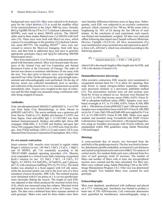 background were used (20). Mice were selected to be homozy-
gous for the Ltbp4 deletion (15) to avoid the modiﬁer effect
of the insertion/deletion in the Ltbp4. SBE-luc mice, formally
B6.Cg-Tg(SBE/TK-luc)7Twc/J (17) (Jackson Laboratory strain
005999), were used to detect SMAD activity. The SMAD4f
allele used in these studies ﬂanked exon 2 of SMAD4 with loxP
sites (18). These mice were bred with Mox2-cre mice, which
express Cre recombinase in the germline (32) (Jackson Labora-
tory strain 003755). The resulting SMADN/+
mice were out-
crossed to remove the Mox2-cre transgene, bred with Sgcg
mice, and then bred to additional Sgcg null mice to generate
appropriate genotypes (Sgcg and Sgcg/S4 indicating SMAD4
heterozygous mice).
Mice were analyzed at 8,12or24weeksasindicatedand com-
pared with littermate controls. Mice were housed under the aus-
pices of the Animal Care and Use Committee and Animal
Resources Center at the University of Chicago. The order of
harvest was chosen to minimize interference of one assay with
the next. Two days prior to harvest, mice were weighed and
injected Evan’s blue. On the subsequent day, grip strength meas-
urement and echocardiography were performed. On the day of
harvest, serum was collected immediately prior to sacriﬁce,
and collection of the muscles for ex vivo measurement occurred
immediately after. Tissues were weighed at the time of collec-
tion and the tibia length was measured using a millimeter ruler
after being stripped of muscle.
Antibodies
Goat anti-phosphorylated SMAD2/3 (pSMAD2/3), # sc11769
was from Santa Cruz Biotechnology or from Abcam to
pSMAD3 (ab51451). The sorcin antibody was a generous gift
from Hector Valdivia (33). Rabbit anti-laminin # L9393 was
from Sigma. Goat anti-rabbit IgG # 111-035-003 was from
Jackson Immunoresearch. Donkey anti-rabbit IgG Alexa 488
conjugate (DaR-488), # A-21208 and Donkey anti-goat IgG
Alexa 594 conjugate (DaG-594), # A-11058 were from Invitro-
gen. Anti-TGFb antibody (1D11) (12) and control 13C4 were
obtained from Genzyme Corporation (Framingham, MA, USA).
Ex vivo muscle contraction
Intact extensor EDL muscles were excised in regular rodent
Ringer’s solution (in mM: 146 NaCl, 5 KCl, 2 CaCl2, 1 MgCl2
and 10 HEPES, pH 7.4) essentially according to the
TREAT-NMD standard operating procedure (34). Muscles
were suspended in a vertical tissue bath containing oxygenated
Kreb’s solution (in mM: 121 NaCl, 5 KCl, 1.8 CaCl2, 0.5
MgCl2, 0.1 EDTA, 0.4 NaH2PO4, 24 NaHCO3 and 5 glucose,
pH 7.4, with continuous bubbling 95% O2/5% CO2). The distal
tendon was attached to a ﬁxed support with 6-0 silk suture,
while the proximal tendon was tied to the lever arm of a force
transducer (Aurora Scientiﬁc, 300C-LR). The isolated muscles
were stimulated with 0.5 ms pulses at 1 A via two parallel plat-
inum electrodes ﬂaking the muscle. The length of each EDL
was adjusted to that which produced the maximal twitch force
(L0), which was measured using ﬁne calipers. Maximal twitch
and tetanic force were elicited with a series of 3 trains, 3 min
apart. The data were combined from three separate animals of
each genotype. Males were used for these studies since there
were baseline differences between sexes in Sgcg mice. Subse-
quently, each EDL was subjected to an eccentric contraction
protocol, which consisted of ﬁve 700 ms, 80 Hz tetani with a
lengthening by 10% of L0 during the last 200 ms of each
tetanus. At the conclusion of each experiment, each muscle
was blotted and immediately weighed. All data were analyzed
ofﬂine following data import into Clampﬁt software (Molecular
Devices, Clampﬁt v10.2.0.14). All force measurements (P0)
were normalized to cross-sectional area and expressed as specif-
ic force (sP0; mN/mm2
), which was calculated according to the
following equation:
sP0 =
P0
{muscle mass/[(L0 × 0.44) × 1.06 g/m2]}
,
where 0.44 is the muscle length to ﬁber length ratio for EDL, and
1.06 is the density of muscle (34).
Immunoﬂuorescence microscopy
After eccentric contraction, EDL muscles were maintained in
oxygenated nutrient back for 1 h to allow for signaling, then
snap frozen in liquid nitrogen-chilled isopentane. Samples
were processed similarly to a previously published method
(35). Ten micrometers sections were cut and sections were
ﬁxed for 10 min in ethanol on ice. Sections were blocked for
1 h at 48C in 10% fetal bovine serum (FBS), 0.03% Triton X-
100 in phosphate-buffered saline (PBS). Samples were incu-
bated overnight at 48C in 1% FBS, 0.03% Triton X-100, PBS
with 1 : 100 dilution of anti-pSMAD2/3 and 1:200 anti-laminin.
Sampleswerewashedthreetimeswith0.03%TritonX-100,PBS
on ice for 15 min. DaG-594 and DaR-488 were applied for 3 h at
48C in 1% FBS 0.03% Triton X-100, PBS. Slides were again
washed, and mounted using Vectashield with DAPI (Vector
Laboratories). Images werecollected at ×40 originalmagniﬁca-
tion using an Axiophot microscope with iVision software and
manipulated within NIH guidelines using Adobe Photoshop
CS4 and ImageJ.
Histology
A cross-sectional disc of muscle was harvested from the
mid-belly of the quadriceps muscle. The disc was ﬁxed in forma-
lin, dehydrated, parafﬁn embedded, sectioned at 6 mm thickness
and stained using hematoxylin and eosin (H&E). For analysis of
central nuclei, ﬁve random ﬁelds each were collected from ﬁve
mice of each genotype (total 25 sections). The number of
ﬁbers and number of ﬁbers with at least one non-peripheral
nucleus were counted and the ratio calculated. For ﬁber size,
ﬁbers were outlined using Adobe Photoshop CS4 or the GNU
Image Manipulation Program 2.0.2. Fiber size was determined
using ImageJ. Two hundred ﬁbers were counted for each
genotype.
Echocardiography
Mice were depilated, anesthetized with isoﬂurane and placed
on a 378C warming pad. Anesthesia was titrated to produce a
heart rate of 350–450 beats/min. Left ventricular dimensions
were quantiﬁed by transthoracic echocardiography using a
8 Human Molecular Genetics, 2014
atGalterHealthSciencesLibraryonNovember12,2014http://hmg.oxfordjournals.org/Downloadedfrom
 
