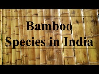 Bamboo
Species in India
 