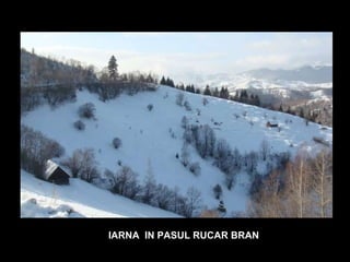 IARNA  IN PASUL RUCAR BRAN 