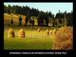 STRANSUL FANULUI IN APUSENI,CATUNUL DODA PILII 