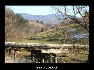 SITA  BUZAULUI 