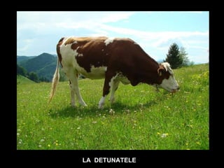 LA  DETUNATELE 