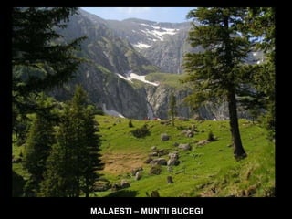 MALAESTI – MUNTII BUCEGI 