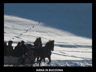 IARNA IN BUCOVINA 