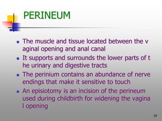 10
PERINEUM
 The muscle and tissue located between the v
aginal opening and anal canal
 It supports and surrounds the lo...