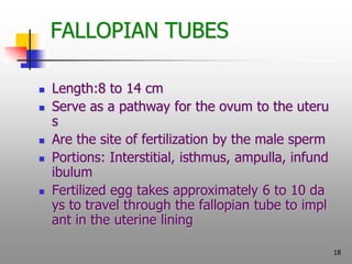 18
FALLOPIAN TUBES
 Length:8 to 14 cm
 Serve as a pathway for the ovum to the uteru
s
 Are the site of fertilization by...