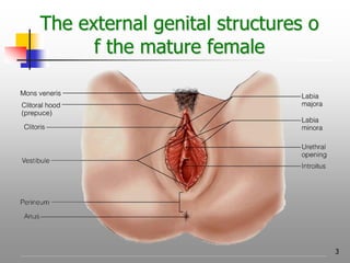 3
The external genital structures o
f the mature female
 