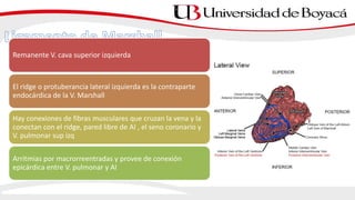 Remanente V. cava superior izquierda
El ridge o protuberancia lateral izquierda es la contraparte
endocárdica de la V. Marshall
Hay conexiones de fibras musculares que cruzan la vena y la
conectan con el ridge, pared libre de AI , el seno coronario y
V. pulmonar sup izq
Arritmias por macrorreentradas y provee de conexión
epicárdica entre V. pulmonar y AI
 