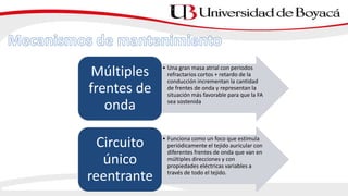 • Una gran masa atrial con periodos
refractarios cortos + retardo de la
conducción incrementan la cantidad
de frentes de onda y representan la
situación más favorable para que la FA
sea sostenida
Múltiples
frentes de
onda
• Funciona como un foco que estimula
periódicamente el tejido auricular con
diferentes frentes de onda que van en
múltiples direcciones y con
propiedades eléctricas variables a
través de todo el tejido.
Circuito
único
reentrante
 