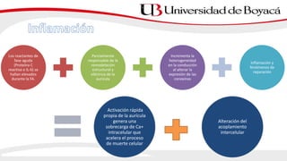 Los reactantes de
fase aguda
(Proteína C
reactiva o IL-6) se
hallan elevados
durante la FA.
Parcialmente
responsable de la
remodelación
estructural y
eléctrica de la
aurícula
Incrementa la
heterogeneidad
en la conducción
al alterar la
expresión de las
conexinas
Inflamación y
fenómenos de
reparación
Activación rápida
propia de la aurícula
genera una
sobrecarga de Ca+
intracelular que
acelera el proceso
de muerte celular
Alteración del
acoplamiento
intercelular
 