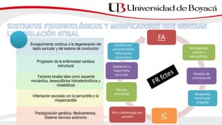 Envejecimiento continuo o la degeneración del
tejido auricular y del sistema de conducción
Progresión de la enfermedad cardiaca
estructural
Factores locales tales como isquemia
miocárdica, desequilibrios hidroelectrolíticos y
metabólicos
Inflamación asociada con la pericarditis o la
miopericarditis
Predisposición genética, Medicamentos,
Sistema nervioso autónomo
FA
Remodelado
celular y
extracelular
Pérdida de
sincronía AV
Respuesta
ventricular
irregular
IC
Vol y sobrecarga por
presión
Fibrosis
intersticial
Dilatación e
hipertrofia
auricular
Cambios en
características
refractarias
auriculares
 