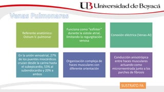 Referente anatómico:
Ostium V. pulmonar
Funciona como “esfínter”
durante la sístole atrial,
limitando la regurgitación
venosa
Conexión eléctrica (Venas-AI)
En la unión venoatrial, 27%
de los puentes miocárdicos
cruzan desde la carina hasta
el subepicardio, 53% al
subendocardio y 20% a
ambos
Organización compleja de
haces musculares con
diferente orientación
Conducción anisotrópica
entre haces musculares
actuando como
microrreentrada junto a los
parches de fibrosis
SUSTRATO FA
 