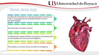 Las fibras de miocardio de su porción proximal la conectan con
la AD, y se propaga hacia la actividad del Nodo sinusal o
auricular ectópica
VCS más larga y de mayor volumen
La distribución irregular de fibras musculares y las brechas entre
la unión pueden ser una fuente arritmogénica
PA variables y corrientes iónicas con perfil arritmogénico
 