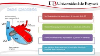 Sus fibras pueden ser extensiones de músculo de la AD
Poseen fibras que provienen de la AI a través del anillo atrial
El entramado de fibras, implicado en la génesis de arritmias
Por aumento de automatismo o reentradas durante la
interface Seno coronario-AI
 